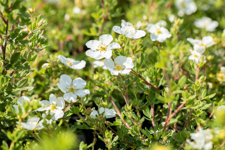 Potentilla fruticosa 'Abbotswood'; reichblühend;;günstig mit Qualität