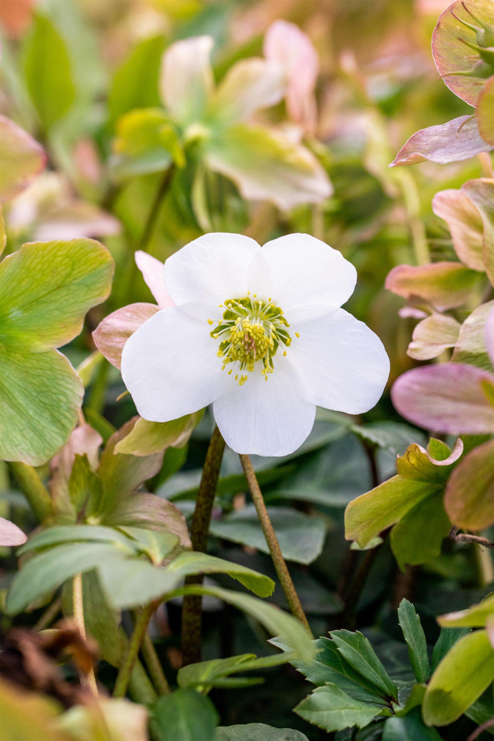 Helleborus niger 'Praecox' (Frühblühende Garten-Christrose)
