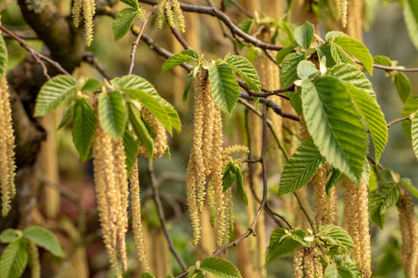 Carpinus betulus VkG 1; hier mit Blüte; bodenverbessernd; Einsatzmöglichkeit z.B. : Bienenweide;;Pflanzen vom Profi