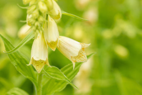 Digitalis grandiflora mit Blüte; Einsatz: ;;ab 3,70 Euro