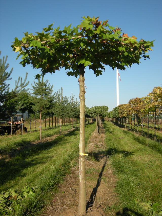 Platanus hispanica in Einzelansicht, erhältlich von 125-150 bis 450-650 cm; Einsatz: ;;ab 24,60 Euro