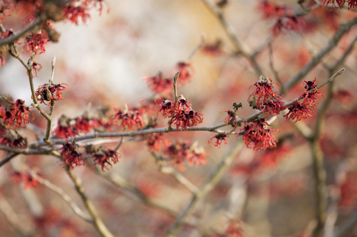 Hamamelis interm. 'Feuerzauber' mit Blüte, erhältlich von 40-60 bis 125-150 cm; Einsatz: ;;ab 47,20 Euro