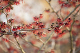 Hamamelis interm. 'Feuerzauber'; hier mit Blüte; winterblüher; Einsatzmöglichkeit z.B. : Solitärgehölz; verfügbar in 7 Größen und Varianten;;ab 63,80 Euro