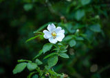 Rosa arvensis; hier mit Blüte; duftend; Einsatzmöglichkeit z.B. : Heckenpflanze; verfügbar in 6 Größen und Varianten;;ab 5,10 Euro