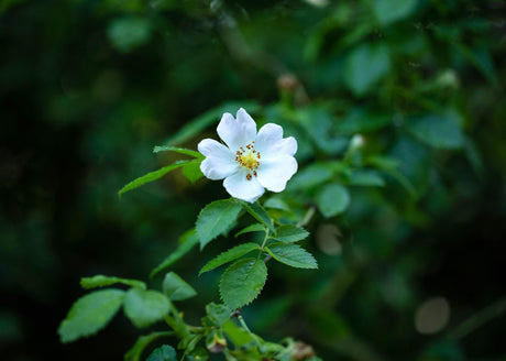 Rosa arvensis mit Blüte, erhältlich von 40-70 bis 70-90 cm; Einsatz: ;;ab 3,95 Euro