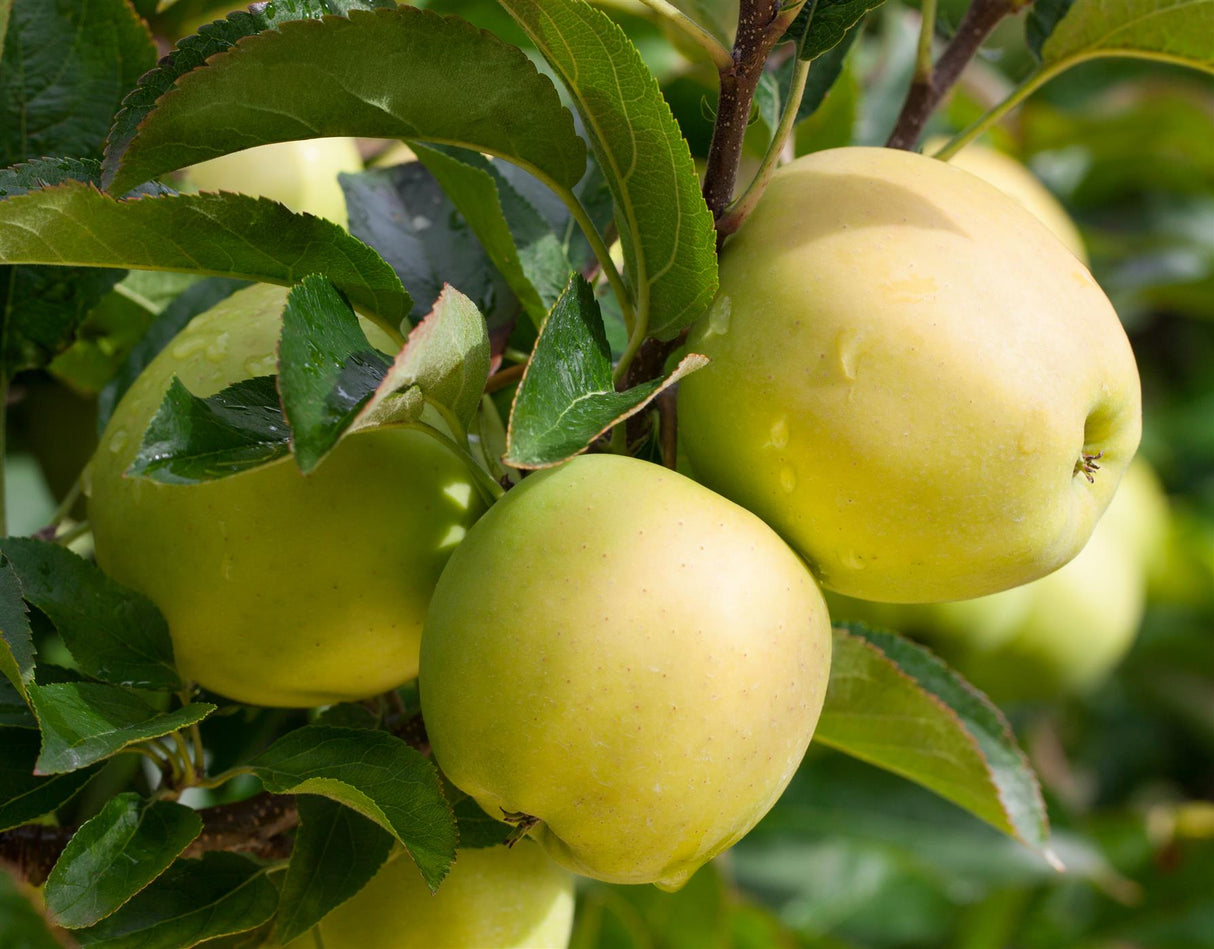 Malus 'Golden Delicious' mit Früchten, erhältlich von 150-200 bis 450-650 cm; Einsatz: ;;ab 34,60 Euro