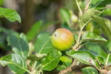 Malus 'Santana'; mit Früchten/Fruchtbehang; hoher Vitamin-C Gehalt; Einsatzmöglichkeit z.B. : Hausgarten; verfügbar in 17 Größen und Varianten;;ab 59,00 Euro