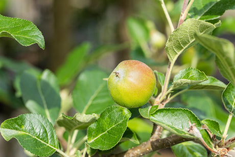 Malus 'Santana' mit Früchten, erhältlich von 150-200 bis 450-650 cm; Einsatz: ;;ab 42,80 Euro