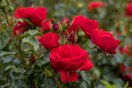 Rosa 'Pepino' BT mit Blüte; Einsatz: , ;;ab 5,65 Euro