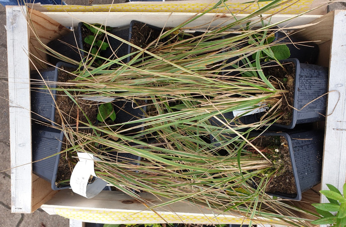 Gestreiftblättriges Garten-Reitgras; vorbereitet für Versand; winterhart; Einsatzmöglichkeit z.B. : Solitärpflanze;;hier kaufen