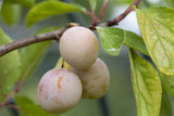 Prunus syr. 'Bellamira'; mit Früchten/Fruchtbehang; süße Früchte; Einsatzmöglichkeit z.B. : Solitärpflanzung; verfügbar in 17 Größen und Varianten;;ab 60,50 Euro