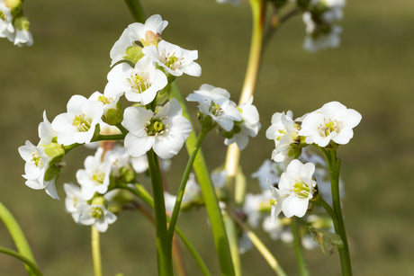 Bergenia cordifolia 'Bressingham White' mit Blüte; Einsatz: ;;ab 6,70 Euro