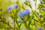Ceanothus impressus 'Victoria'; hier mit Blüte; winterhart; Einsatzmöglichkeit z.B. : Bienenweide; verfügbar in 2 Größen und Varianten;;ab 21,70 Euro