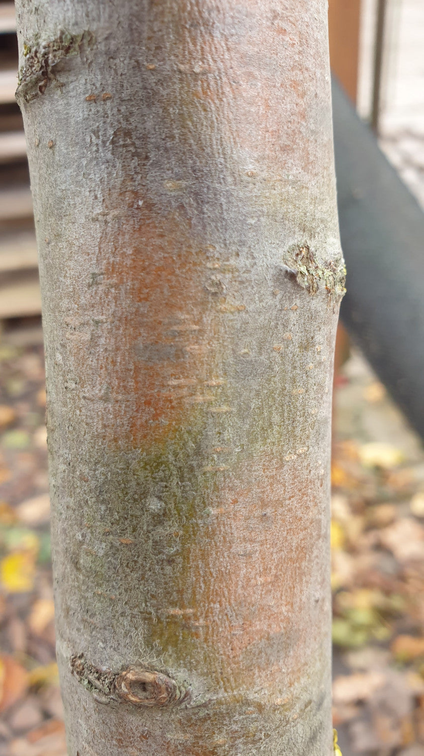 Apfel 'Roter Berlepsch' mittel; Rinde; robust; Einsatzmöglichkeit z.B. : Hausgarten; erhältlich von 150-200 bis 450-650 cm;;hier kaufen