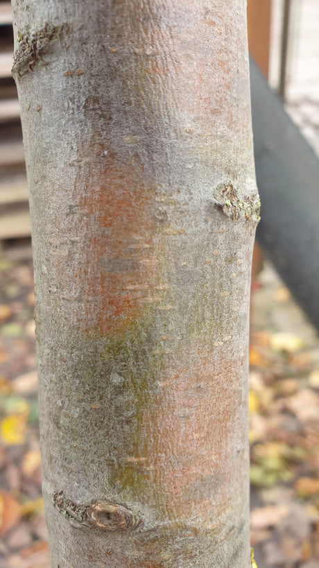 Apfel 'Roter Berlepsch' mittel; Rinde; robust; Einsatzmöglichkeit z.B. : Hausgarten; erhältlich von 150-200 bis 450-650 cm;;hier kaufen