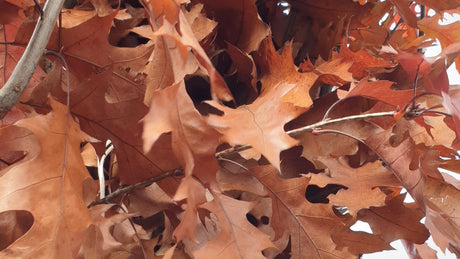 Amerikanische Roteiche; hier mit Herbstlaub; schädlingsresistent; Einsatzmöglichkeit z.B. : Parkbäume; erhältlich mit Stammumfang von ab 5 bis 20-25 cm;;günstig mit Qualität