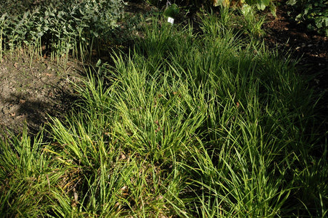Luzula sylvatica mit Blüte; Einsatz: , ;;ab 2,28 Euro