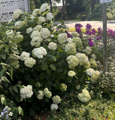 Annabelle Hortensie; als Pflanze im Beet; winterhart; Einsatzmöglichkeit z.B. : Kübelpflanze;;günstig mit Qualität