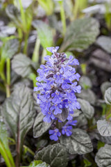 Ajuga reptans 'Braunherz'; hier mit Blüte; bodendecker; Einsatzmöglichkeit z.B. : Bodendecker;;ab 0,00 Euro