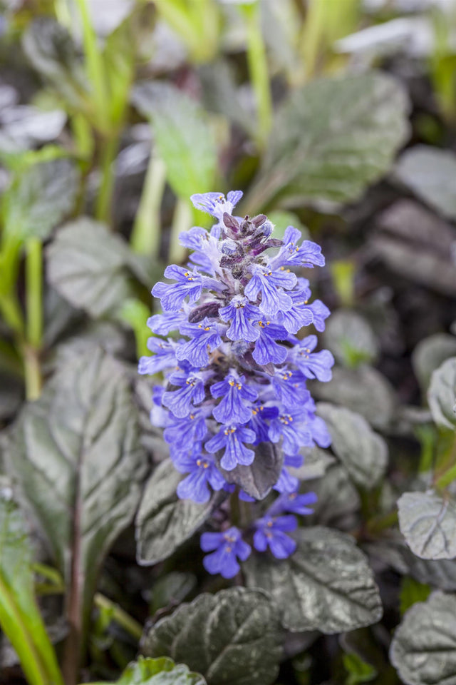 Ajuga reptans 'Braunherz' mit Blüte; Einsatz: ;;ab 3,65 Euro
