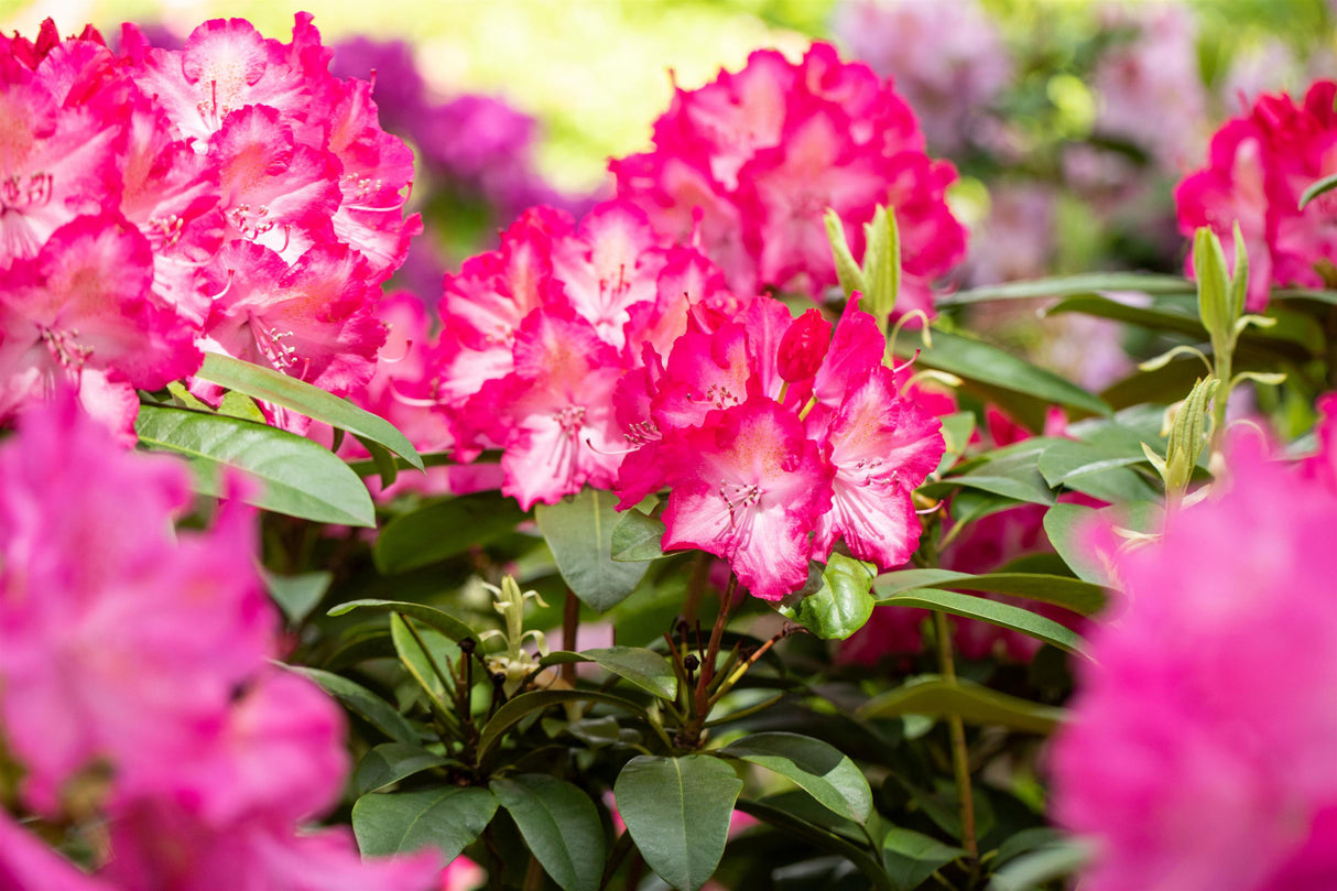 Rhododendron Hybr. 'Sternzauber' mit Blüte, erhältlich von 40-50 bis 50-60 cm; Einsatz: ;;ab 41,60 Euro