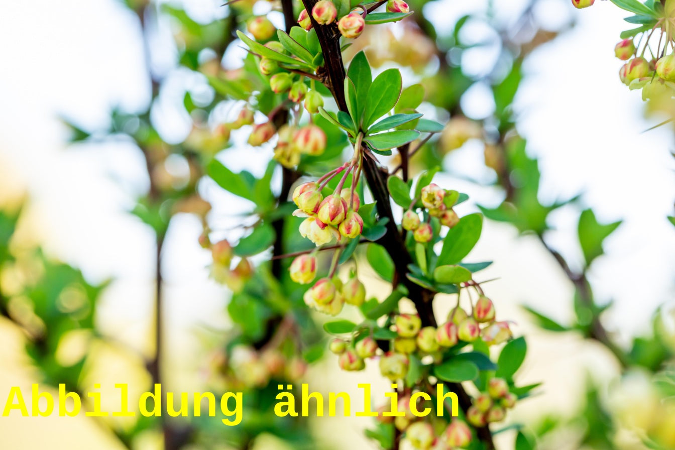 Berberis vulgaris VkG 4 (Sauerdorn)