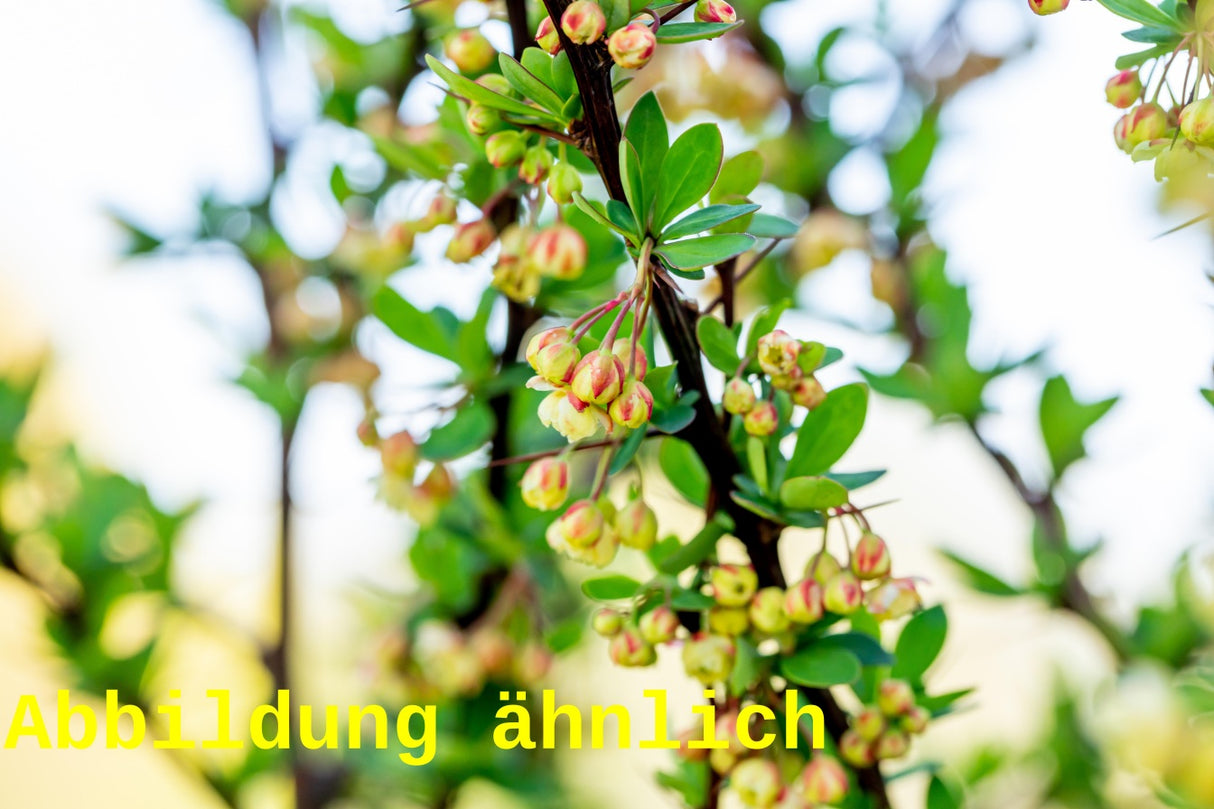 Berberis vulgaris VkG 4 (Sauerdorn)