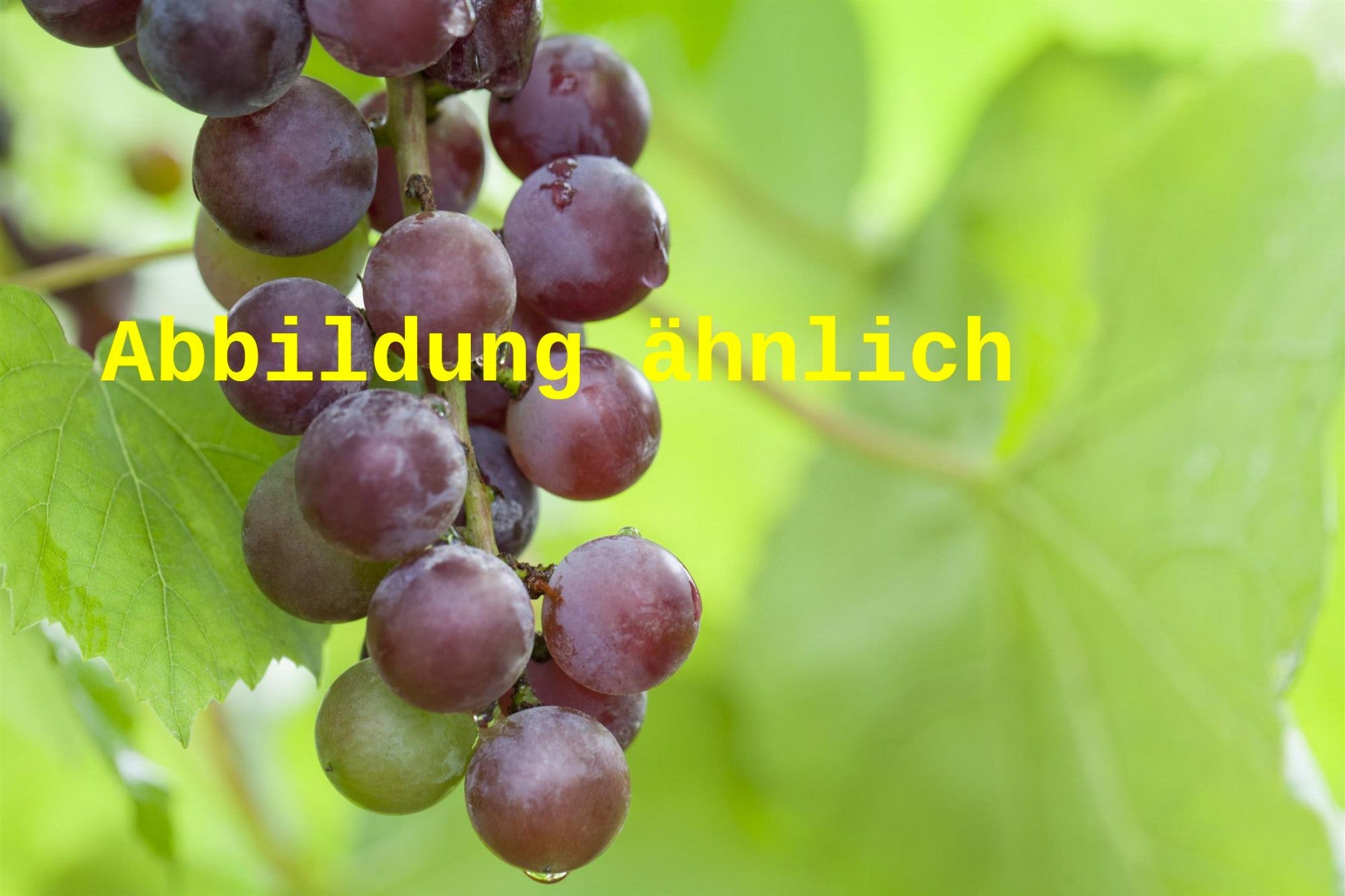 Vitis 'Muskat Garnier' (Tafeltraube 'Muskat Garnier')