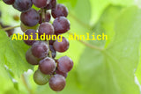 Genaues Foto für Vitis 'Muskat Garnier' folgt; dieses ähnliche Bild dient der Illustration von Tafeltraube 'Muskat Garnier'