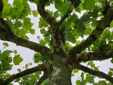 Dachplatane; luftreinigend; erhältlich mit Stammumfang von 12-14 bis 20-25 cm;;günstig mit Qualität