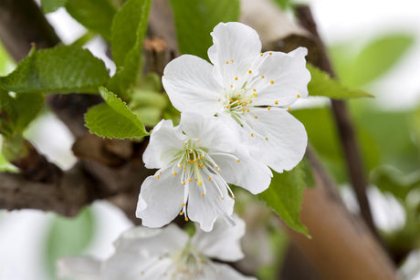 Prunus avium VkG 1 , erhältlich von 50-80 bis 450-650 cm;;ab 1,90 Euro