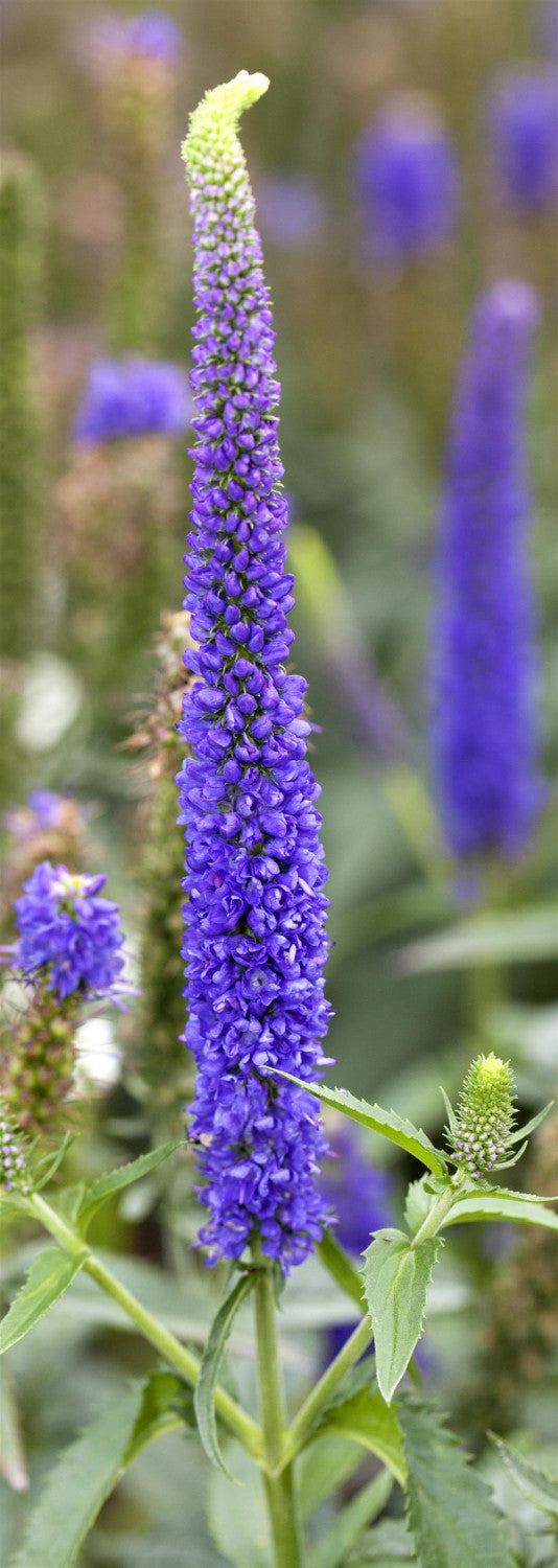 Veronica longifolia, blau mit Blüte; Einsatz: ;;ab 3,50 Euro