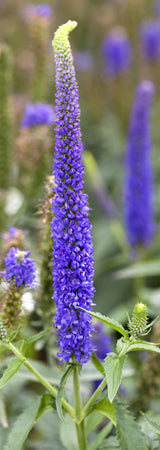 Veronica longifolia, blau; hier mit Blüte; lange Blütezeit; Einsatzmöglichkeit z.B. : Beet;;ab 0,00 Euro
