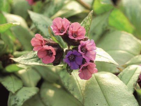 Pulmonaria x cult. 'Silver Bouquet' mit Blüte; Einsatz: ;;ab 6,25 Euro