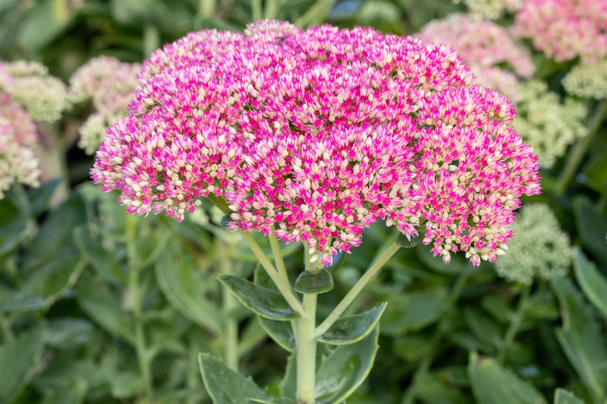 Sedum spectabile mit Blüte; Einsatz: ;;ab 4,15 Euro