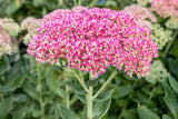 Sedum spectabile; hier mit Blüte; schneckensicher (schneckenresistent); Einsatzmöglichkeit z.B. : Steingärten;;ab 0,00 Euro