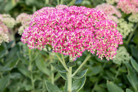Sedum spectabile mit Blüte; Einsatz: ;;ab 4,15 Euro
