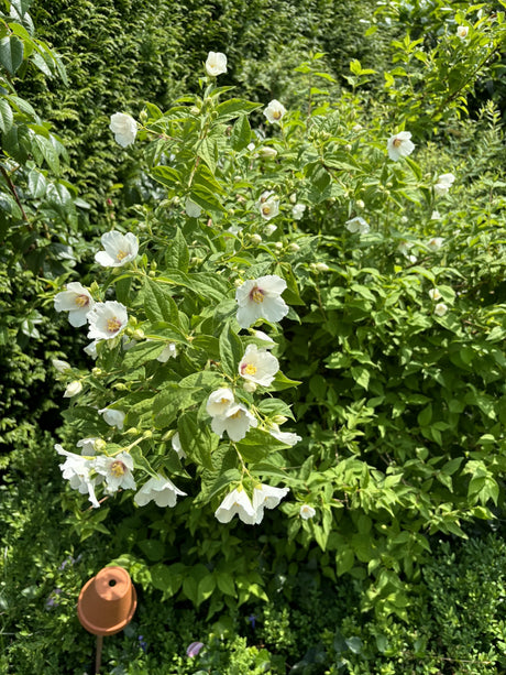 Philadelphus 'Dame Blanche' als Pflanze im Beet, erhältlich von 40-60 bis 150-175 cm; Einsatz: ;;ab 15,20 Euro
