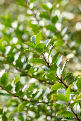 Ilex meserveae 'Blue Princess'; hier mit Belaubung; schnittfest, anspruchslos, dicht wachsend; Einsatzmöglichkeit z.B. : Vogelschutzhecke; verfügbar in 3 Größen und Varianten;;ab 39,00 Euro