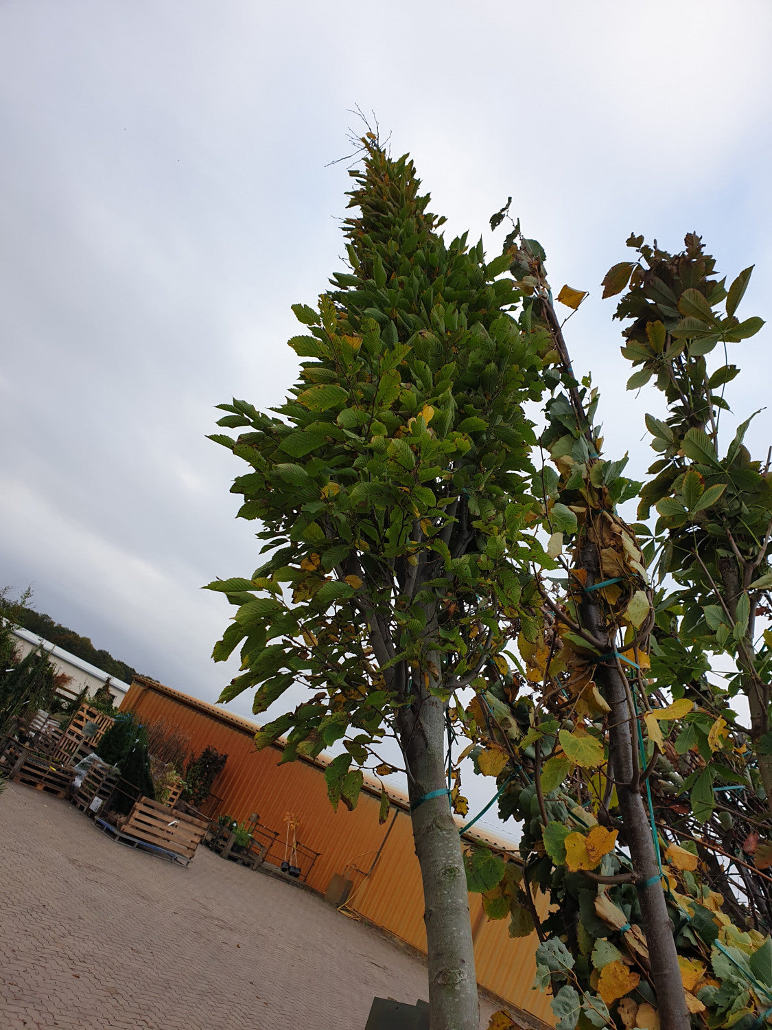 Pyramiden-Hainbuche 'Fastigiata'; vorbereitet für Versand; kompakte Wuchsform; Einsatzmöglichkeit z.B. : Heckenpflanze; erhältlich von 270-330 bis 450-650 cm;;hier kaufen