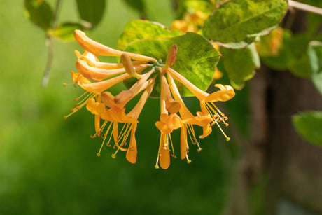 Lonicera tellmanniana mit Blüte, erhältlich von 100-150 bis 150-200 cm; Einsatz: ;;ab 37,40 Euro