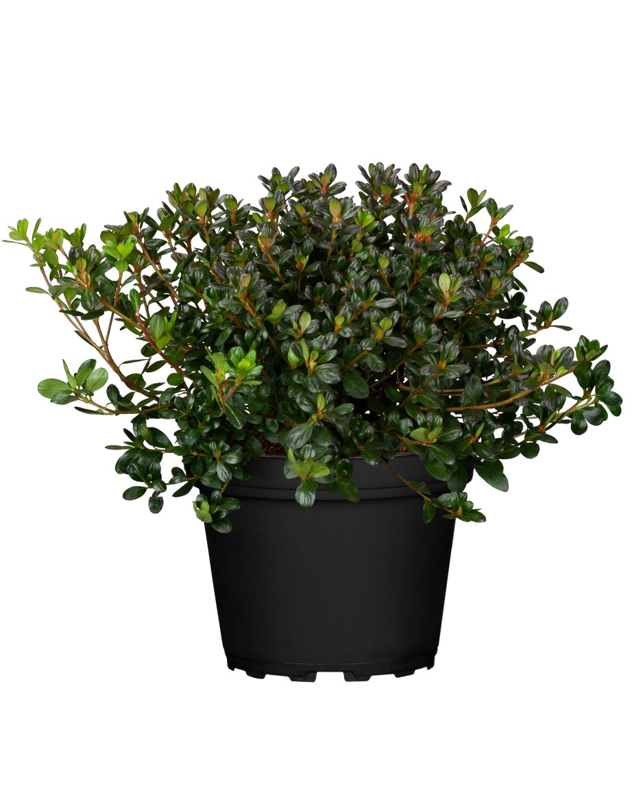 Rhododendron obt. 'Purpurkissen' im Topf, erhältlich von 20-25 bis 40-50 cm; Einsatz: ;;ab 15,90 Euro