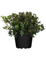 Rhododendron obt. 'Purpurkissen'; hier im Topf; winterhart; Einsatzmöglichkeit z.B. : Kübel; verfügbar in 4 Größen und Varianten;;ab 22,30 Euro