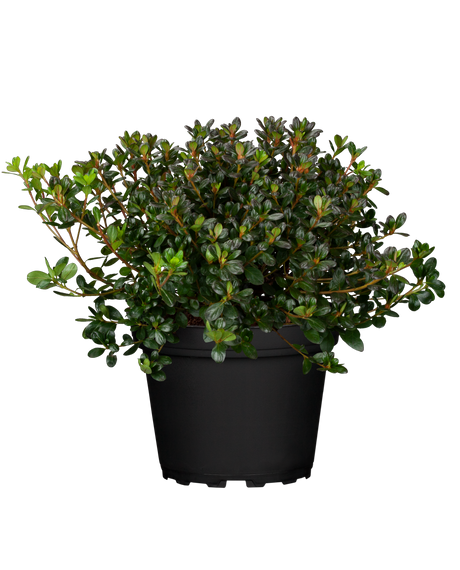Rhododendron obt. 'Purpurkissen' im Topf, erhältlich von 20-25 bis 40-50 cm; Einsatz: ;;ab 15,90 Euro