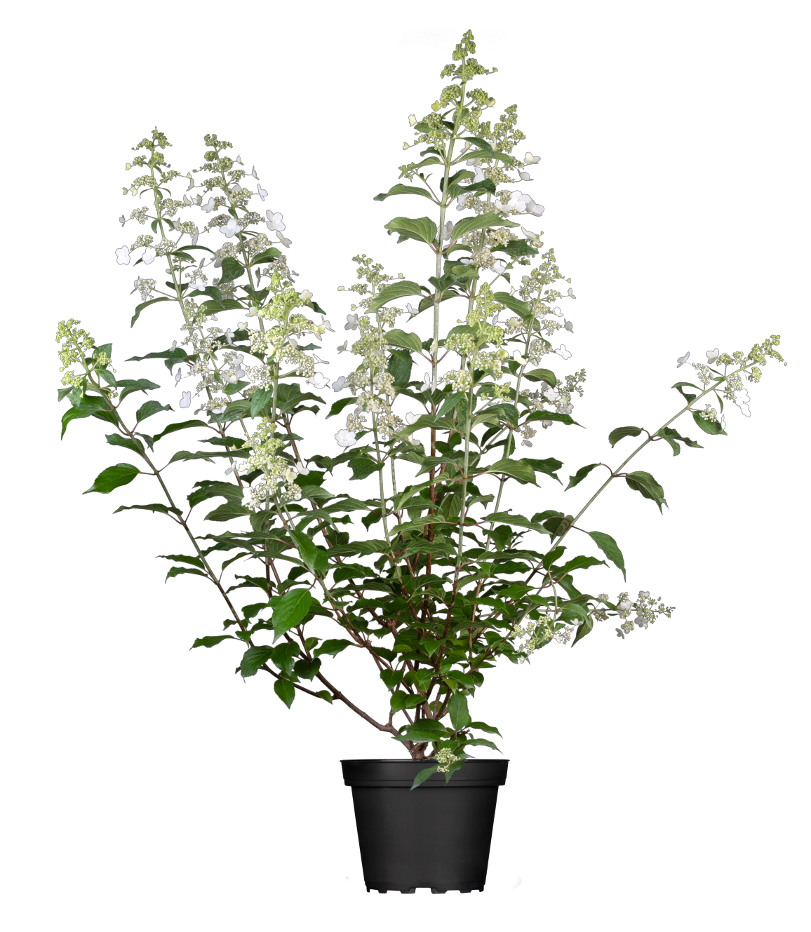 Hydrangea paniculata 'Kyushu' im Topf, erhältlich von 40-60 bis 125-150 cm; Einsatz: ;;ab 16,40 Euro
