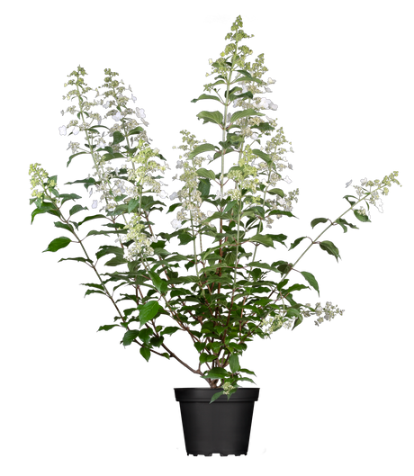 Hydrangea paniculata 'Kyushu' im Topf, erhältlich von 40-60 bis 125-150 cm; Einsatz: ;;ab 16,40 Euro