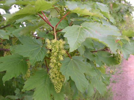 Berg-Ahorn; hier mit Blüte; schattentolerant; Einsatzmöglichkeit z.B. : Straßenbegleitgrün;;günstig mit Qualität