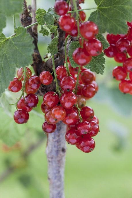 Ribes rubrum 'Gerouge 2' mit Früchten, erhältlich von 3- bis 80-90 cm; Einsatz: ;;ab 17,80 Euro