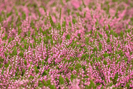 Calluna vulgaris 'Red Favorit' , erhältlich von 10-15 bis 10-15 cm;;ab 2,31 Euro
