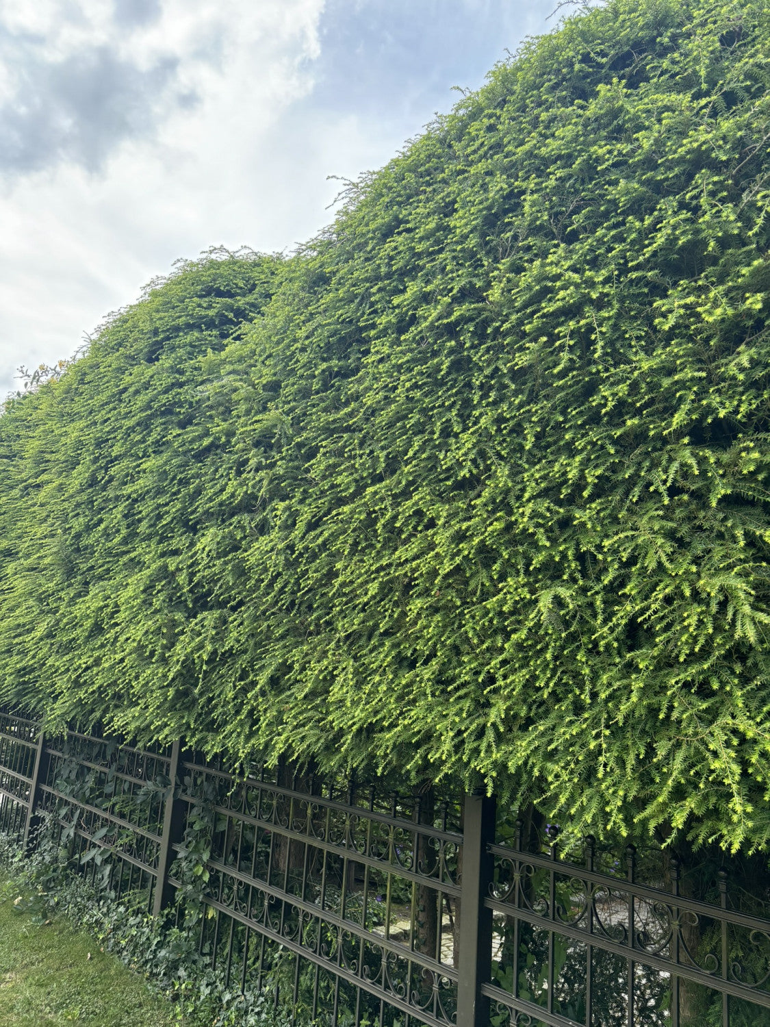 Tsuga canadensis als Hecke, erhältlich von 30-40 bis 200-250 cm;;ab 1,86 Euro